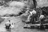 Sheep washing at Mill Dale