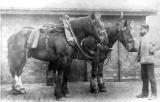 Dray Horses, Joule's Brewery, Stone,