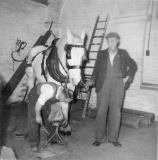 Shoeing a shire horse, Bass, Burton-on-Trent