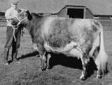 Dairy Shorthorn Cow
