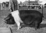 Essex sow, Staffordshire County Show, Uttoxeter