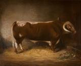 Longhorn bull