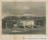 Chillington - 'The Chillington Oxen' : mezzotint engraving