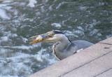 Heron fishing, Victoria Park, Stafford