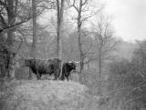 Offchurch.  Highland Cattle