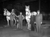 Leamington Spa.  Corporation horses