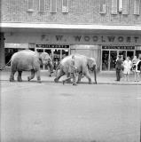 Nuneaton.  Parade of circus elephants