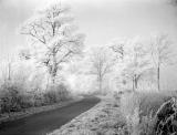 Birdingbury.  Trees with hoar frost