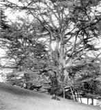 Warwick.  Castle Park, Cedar tree