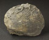 Bivalve shell, Antiquilima antiquata
