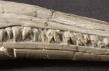 Sea reptile, Ichthyosaur skull - detail of teeth
